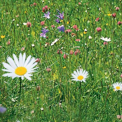 Ängsblommor 'Nelson Mixture'