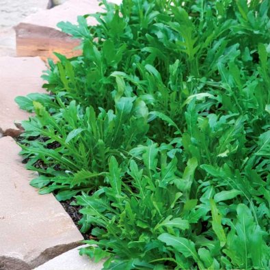 Rucola