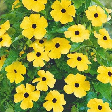 Svartöga Black-eyed-Susan