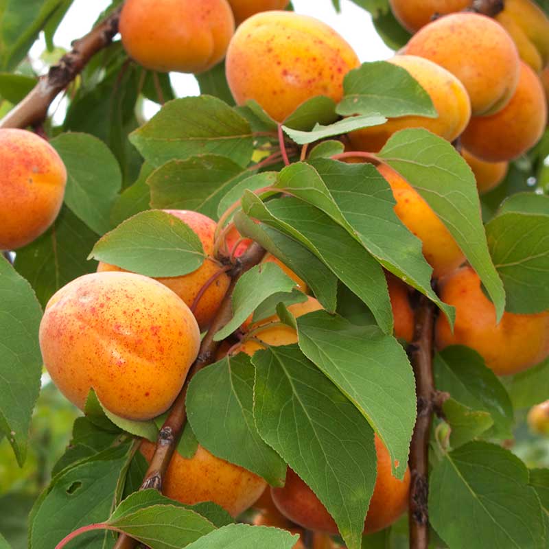 Aprikos Orangered