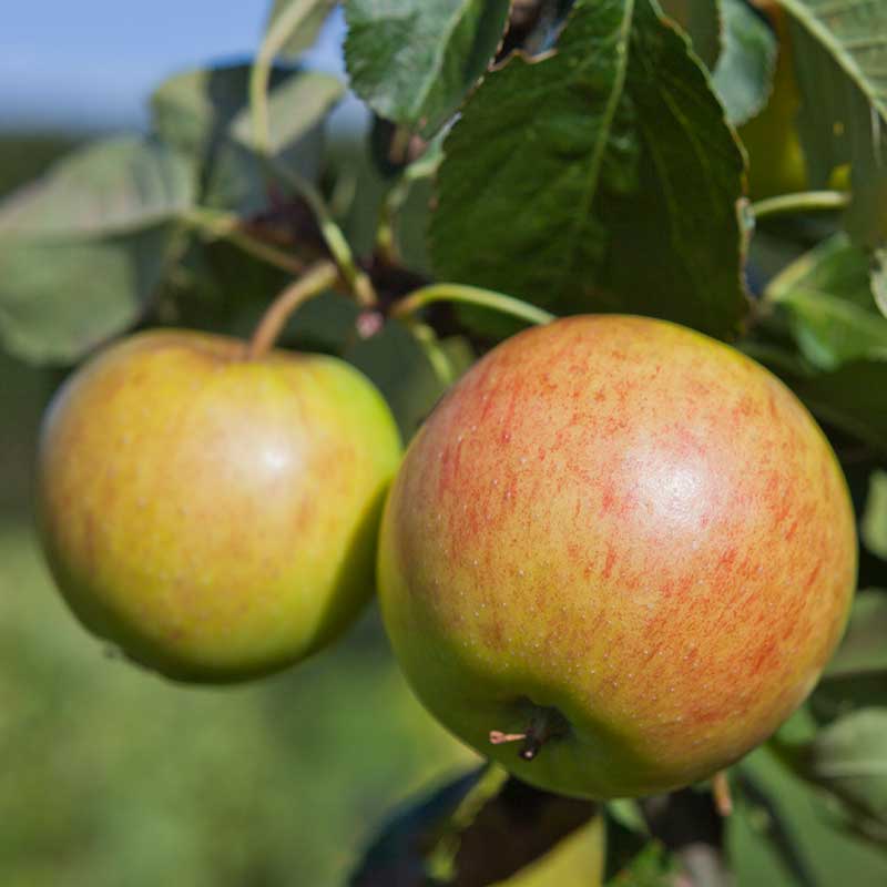 Äppelträd Filippa
