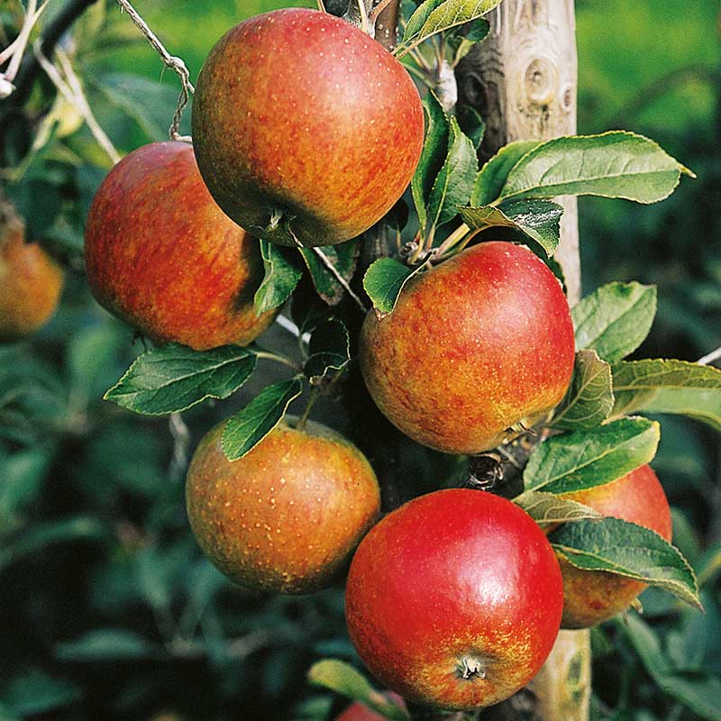 Äpple miniträd Aroma B9