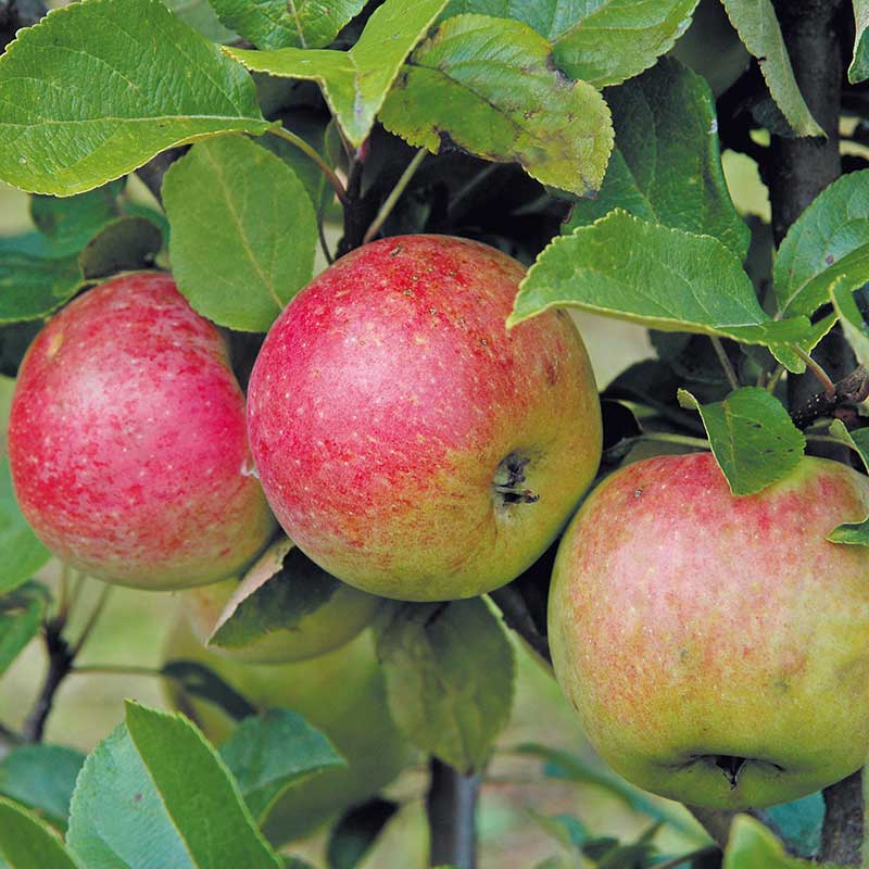 Äpple Amorosa