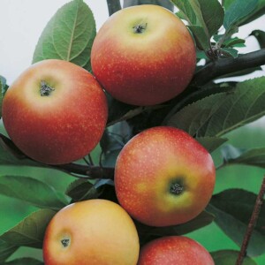 Fruktträd